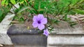 Purple ruellia simplex flowers growing in a roadside garden Royalty Free Stock Photo