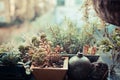 Small garden on balcony