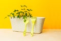 Small garden on a balcony of a block house at the European city. Parsley in a flower box. Home garden. Royalty Free Stock Photo