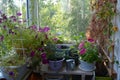 Small garden on the balcony with different flowers in pots and containers Royalty Free Stock Photo