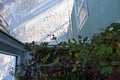 Small garden on the balcony in winter. Green leaves of Cobaea in home and snow outdoor