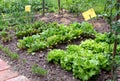 Small garden bed Royalty Free Stock Photo