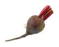 Small garden beet Royalty Free Stock Photo