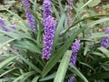 small garden flower. On the trunk, a small purple flower. lilac wild flower