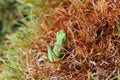 A small garden frog on dried plants