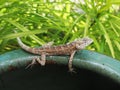 Small garden house lizard Royalty Free Stock Photo