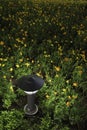 Small Garden Lamp on surrounded yellow daisy flowers