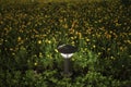 Small Garden Lamp on surrounded yellow daisy flowers