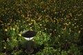 Small Garden Lamp on surrounded yellow daisy flowers