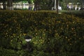 Small Garden Lamp on surrounded yellow daisy flowers