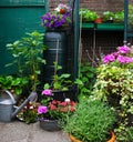 A small garden with little greenhouse in the city. Growing own flowers and plants and vegetables. Urban small botanical english ga Royalty Free Stock Photo