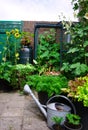 A small garden with little greenhouse in the city. Growing own flowers and plants and vegetables. Urban small botanical english ga Royalty Free Stock Photo