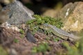 Small garden lizard closeup Royalty Free Stock Photo