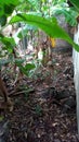 small garden with neglected tropical plants Royalty Free Stock Photo