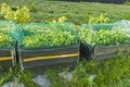 Small garden in plastic pots and pallet collars. View of strawberry plants in pallet collars with protected with bird netting.