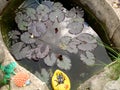 Small garden pond with leaves and buds of water lilies. Royalty Free Stock Photo