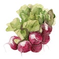 Small garden radish isolated, watercolor painting