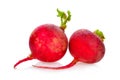 Small garden radish isolated on white