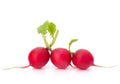 Small garden radish Royalty Free Stock Photo