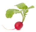 Small garden radish with leaves Royalty Free Stock Photo