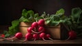 Small garden radish with leaves close up. Fresh raw radishes on black background. Royalty Free Stock Photo