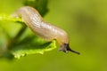 Small garden slug eating plant