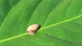 an small garden snail crawling on a green leaf