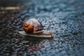 Small garden snail crawling on wet road, nature exploration photo Royalty Free Stock Photo