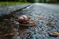 Small garden snail crawling on wet road, nature exploration photo Royalty Free Stock Photo