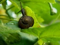 A small garden snail crawls on the leaves