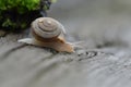 A small garden snail crawls on an old board Royalty Free Stock Photo