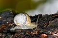 A small garden snail creeps along the trunk Royalty Free Stock Photo