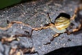 A small garden snail creeps along the trunk