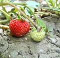 Small garden snail feeding on strawberry Royalty Free Stock Photo