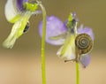 Small garden snail on a flower Royalty Free Stock Photo