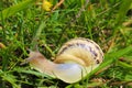 Small garden snail on grass Royalty Free Stock Photo