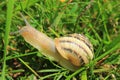 Small garden snail on grass Royalty Free Stock Photo