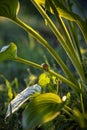 Small garden snail on the long stem of hosta leave showing its horns