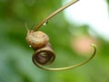 Small Garden Snail Royalty Free Stock Photo