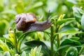 Small garden snail Royalty Free Stock Photo