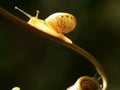 Small Garden Snail Royalty Free Stock Photo