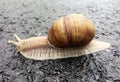 Small garden snail in shell crawling on wet road, slug hurry home