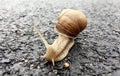 Small garden snail in shell crawling on wet road, slug hurry home