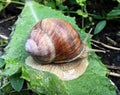 Small garden snail in shell crawling on wet road, slug hurry home