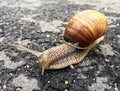 Small garden snail in shell crawling on wet road, slug hurry home