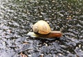 Small garden snail in shell crawling on wet road, slug hurry home