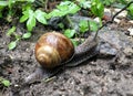 Small garden snail in shell crawling on wet road, slug hurry home