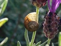 A small garden snail shell on a Lavender flower stalk. Royalty Free Stock Photo