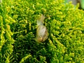 Small Garden Snail on a Cypress tree Royalty Free Stock Photo