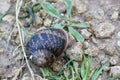 A small garden snail is slowly moving about its business. Royalty Free Stock Photo